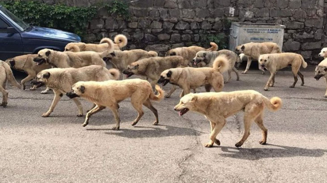Genç mimarın kuduzdan hayatını kaybettiği Siverek'te sokaklar, çeteleşmiş köpeklerle doldu