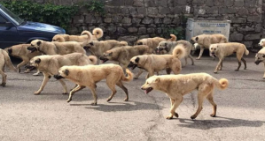 Genç mimarın kuduzdan hayatını kaybettiği Siverek'te sokaklar, çeteleşmiş köpeklerle doldu